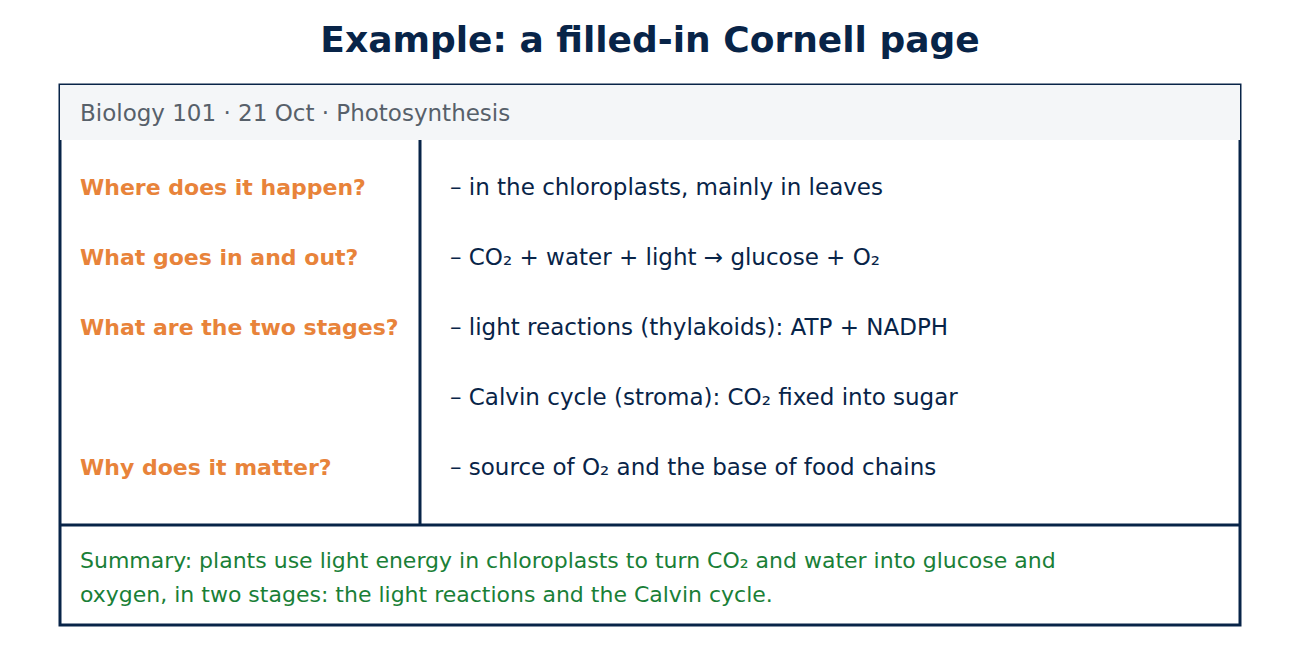 Example Cornell notes page on photosynthesis with questions in the cue column, notes on chloroplasts, inputs and outputs and the two stages, and a two-sentence summary.